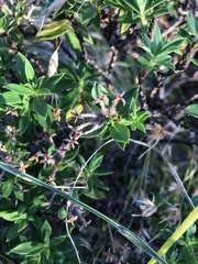 Pimelea gnidia