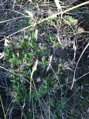 Pimelea gnidia