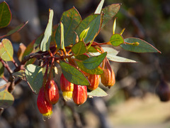Eucalyptus forrestiana
