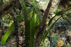 Vanacampus poecilolaemus