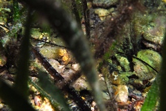 Vanacampus poecilolaemus