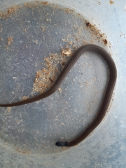 Aparallactus capensis