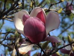 Magnolia fordiana