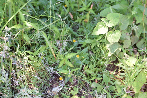 Gnaphalium confine