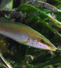 Blue Weed-Whiting photo 4