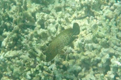 Cephalopholis cyanostigma