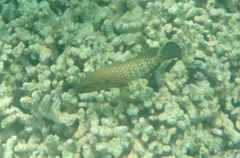 Cephalopholis cyanostigma