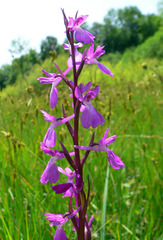 Anacamptis palustris