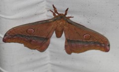 Opodiphthera loranthi