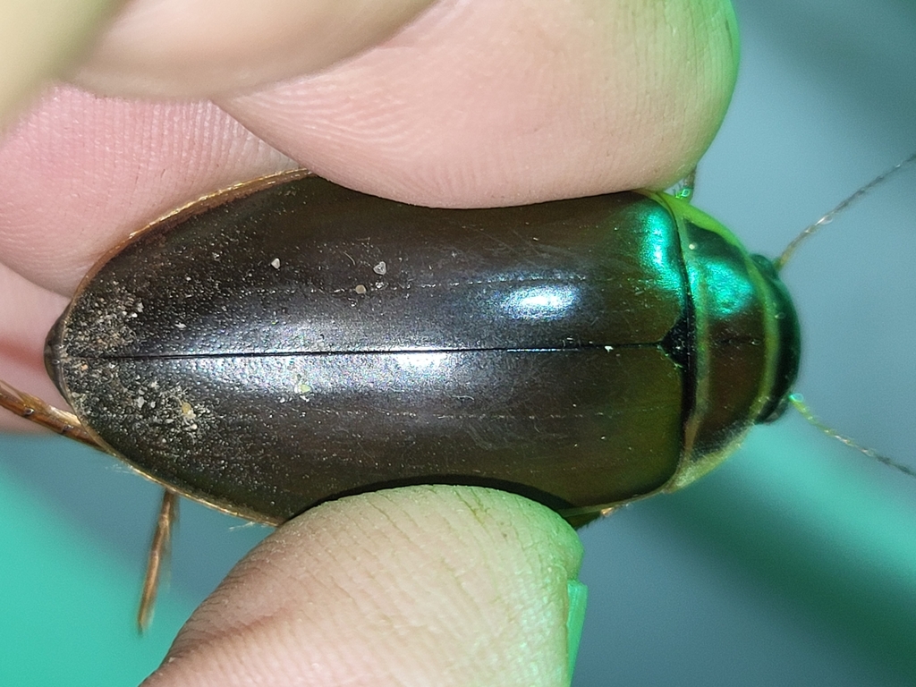 Dytiscus circumcinctus from Chauvin, AB T0B 0V0, Canada on August 13