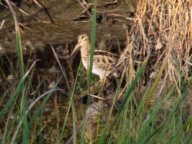 Latham's Snipe (Gallinago hardwickii)
