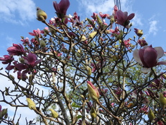 Magnolia fordiana