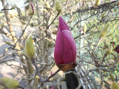 Magnolia fordiana