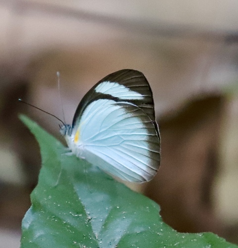 Cross-barred White
