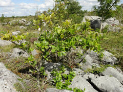 Jamie O'Neill, CC BY, iNaturalist via GBIF Aria hibernica, photograph Jamie O'Neill, CC BY, iNaturalist via GBIF
