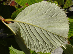 Jamie O'Neill, CC BY, iNaturalist via GBIF Aria hibernica, photograph Jamie O'Neill, CC BY, iNaturalist via GBIF