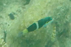 Thalassoma nigrofasciatum