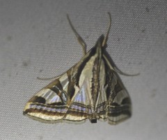 Agrioglypta excelsalis