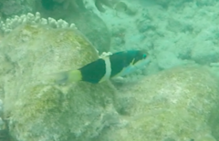Thalassoma nigrofasciatum