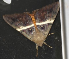 Oxyodes tricolor