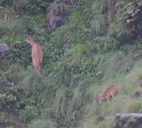 Himalayan Goral