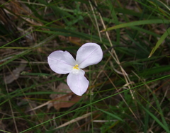 Patersonia occidentalis occidentalis