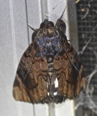Catephia linteola