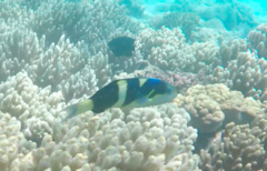 Thalassoma nigrofasciatum