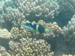 Thalassoma nigrofasciatum
