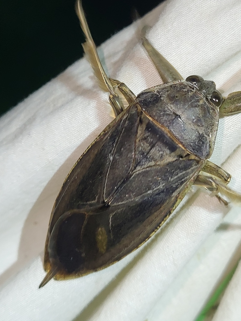 American Giant Water Bug from Chauvin, AB T0B 0V0, Canada on August 13