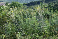 Berkheya maritima