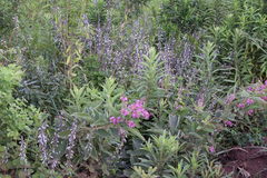 Pseudarthria hookeri