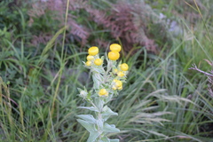 Helichrysum decorum