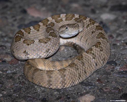 Lower California Rattlesnake