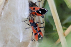 Melanerythrus mactans