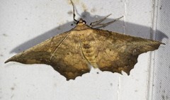 Polyacme dissimilis