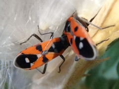 Melanerythrus mactans