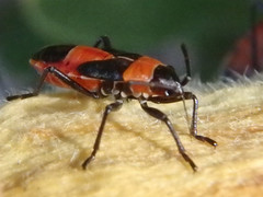 Melanerythrus mactans