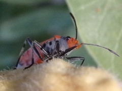 Melanerythrus mactans