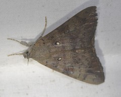 Oxyodes tricolor