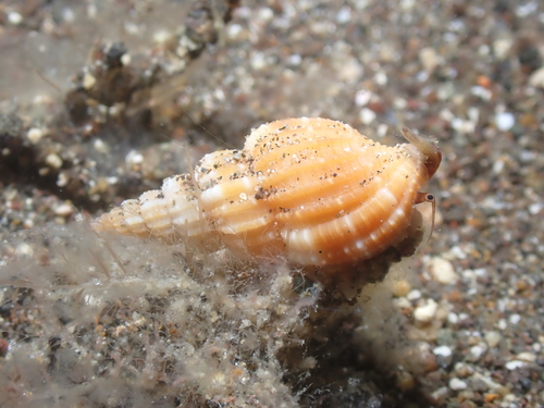 Phos roseatus, 2023-08-10