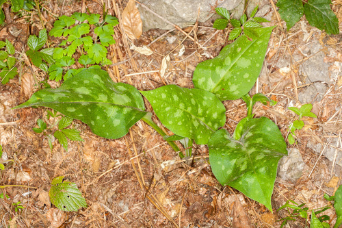 Pulmonaria hirta, photograph 2
