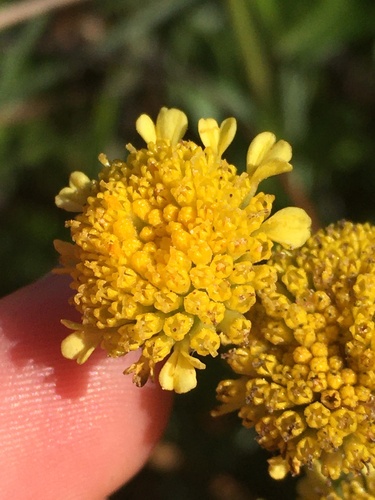 dune tansy
