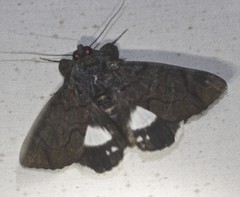 Catephia linteola