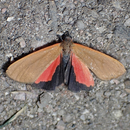 Showy Holomelina
