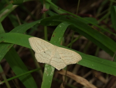 Scopula perlata