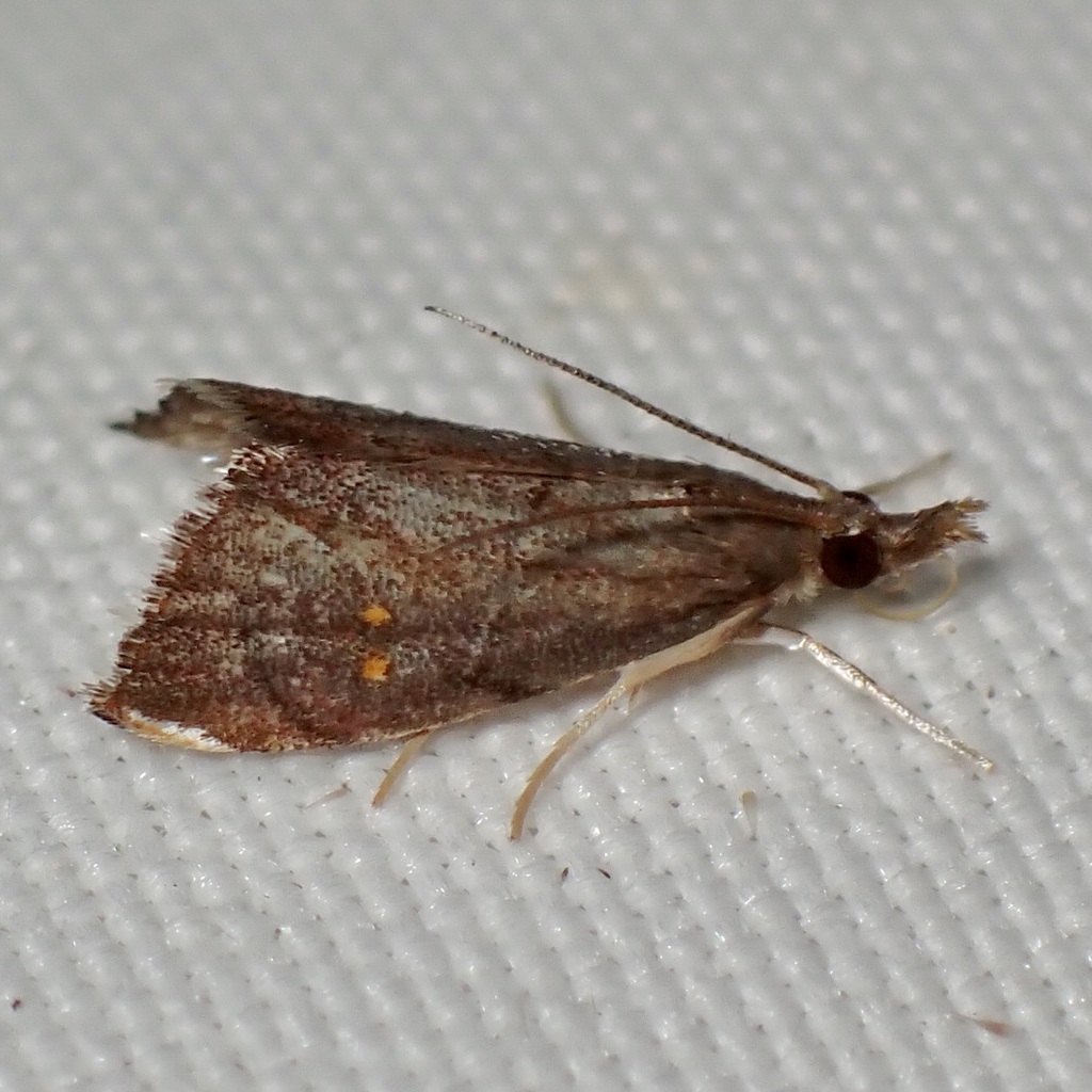 Microcausta bipunctalis