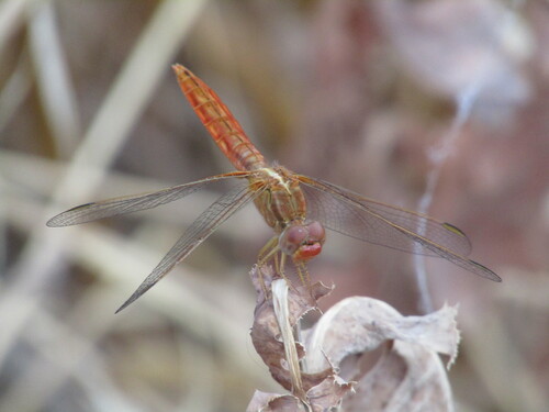 Broad Scarlet photo 3