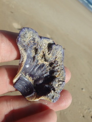 Austrobalanus imperator