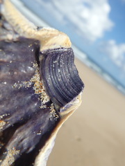Austrobalanus imperator